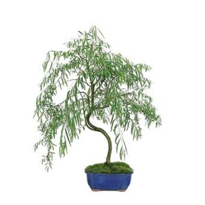 Bonsai Australian Willow Tree Cutting - Large Thick Trunk Root Stock - One Live Indoor/Outdoor Bonsai Tree - Shipped Bare Root, No Pot or Soil Included