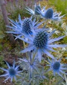 25 blue star sea holly eryngium flower seeds