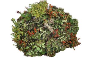 tin roof treasure live lichen assortment 4"x6" bag for terrariums and fairy gardens