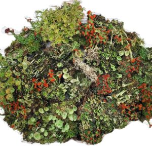 Tin Roof Treasure Live Lichen Assortment 4"x6" Bag for Terrariums and Fairy Gardens