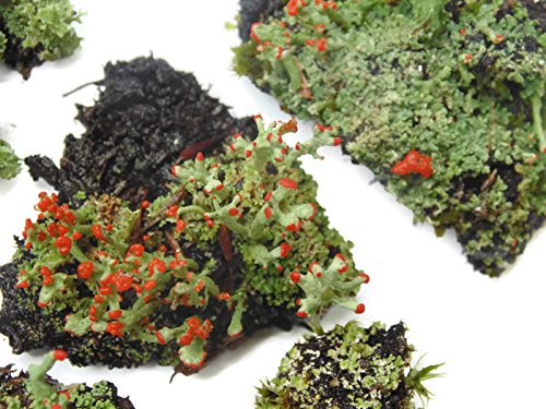 Tin Roof Treasure Live Lichen Assortment 4"x6" Bag for Terrariums and Fairy Gardens