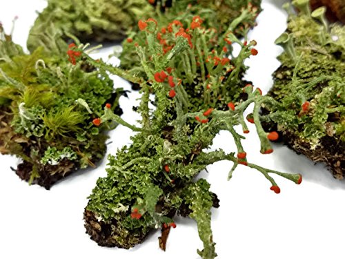 Tin Roof Treasure Live Lichen Assortment 4"x6" Bag for Terrariums and Fairy Gardens