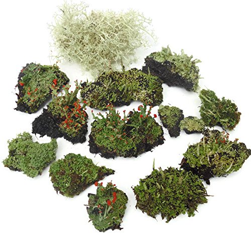 Tin Roof Treasure Live Lichen Assortment 4"x6" Bag for Terrariums and Fairy Gardens