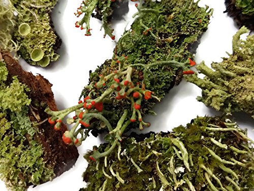 Tin Roof Treasure Live Lichen Assortment 4"x6" Bag for Terrariums and Fairy Gardens