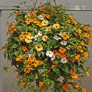 Outsidepride Thunbergia Black-Eyed Susan Climbing Vine Flower Plant Mix - 100 Seeds