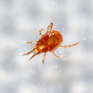 5,000 Live Adult Predatory Mites - P. persimilis - Spider Mite Control - Ships Next Business Day!