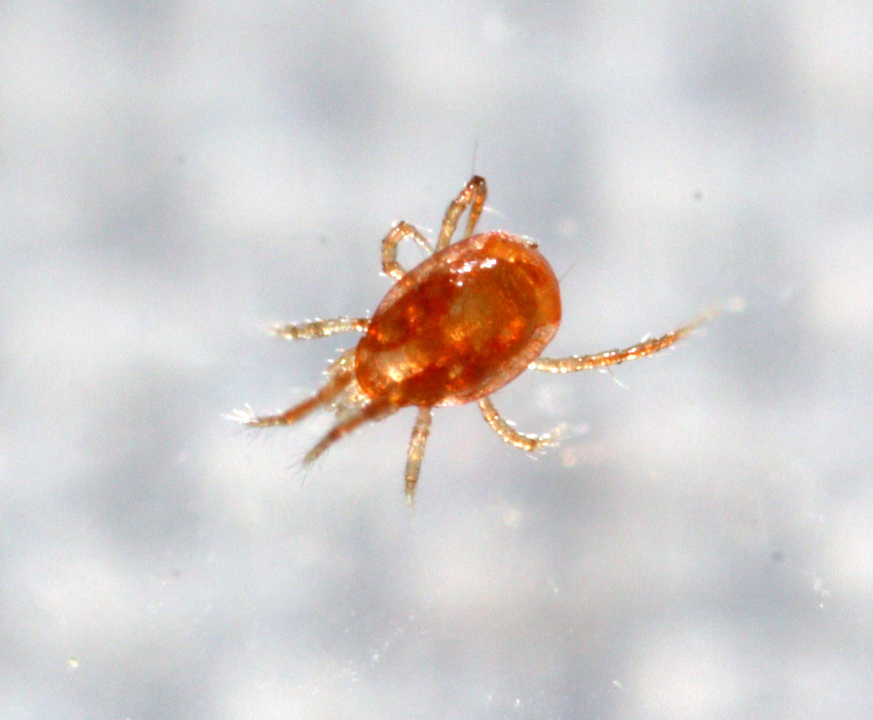 5,000 Live Adult Predatory Mites - P. persimilis - Spider Mite Control - Ships Next Business Day!