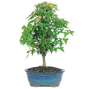 brussel's bonsai live trident maple outdoor bonsai tree 5 years old 8"-12" tall with decorative container, medium