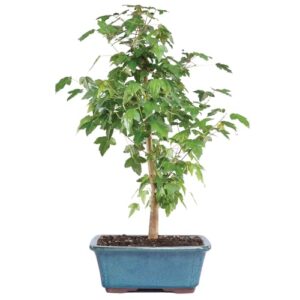 Brussel's Bonsai Live Trident Maple Outdoor Bonsai Tree 5 Years Old 8"-12" Tall with Decorative Container, Medium