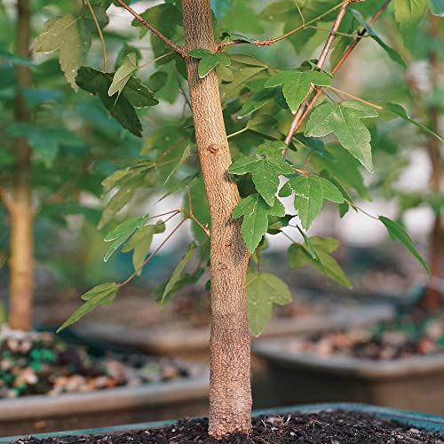 Brussel's Bonsai Live Trident Maple Outdoor Bonsai Tree 5 Years Old 8"-12" Tall with Decorative Container, Medium