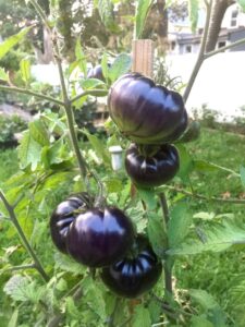 black beauty beefsteak heirloom tomato premium seed packet