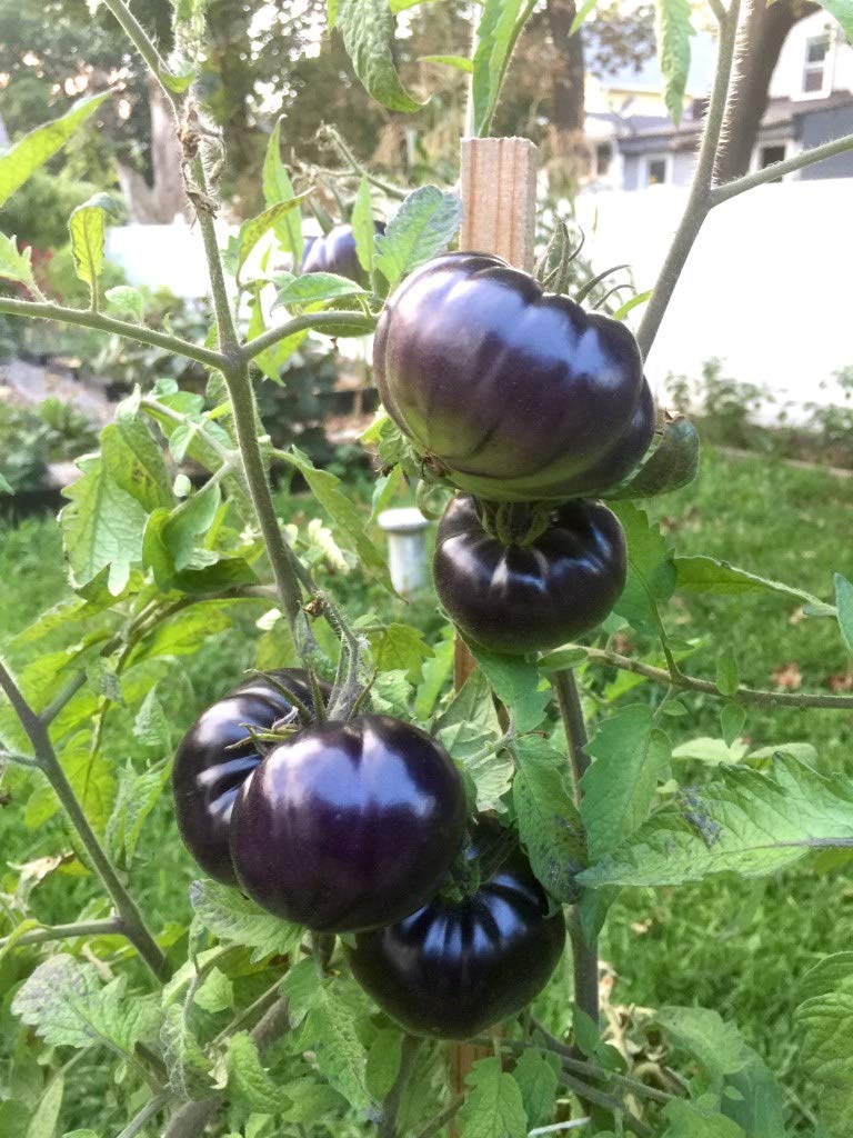 Black Beauty Beefsteak Heirloom Tomato Premium Seed Packet