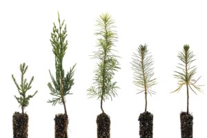 conifers of the sierra nevada | collection of 5 live tree seedlings | the jonsteen company