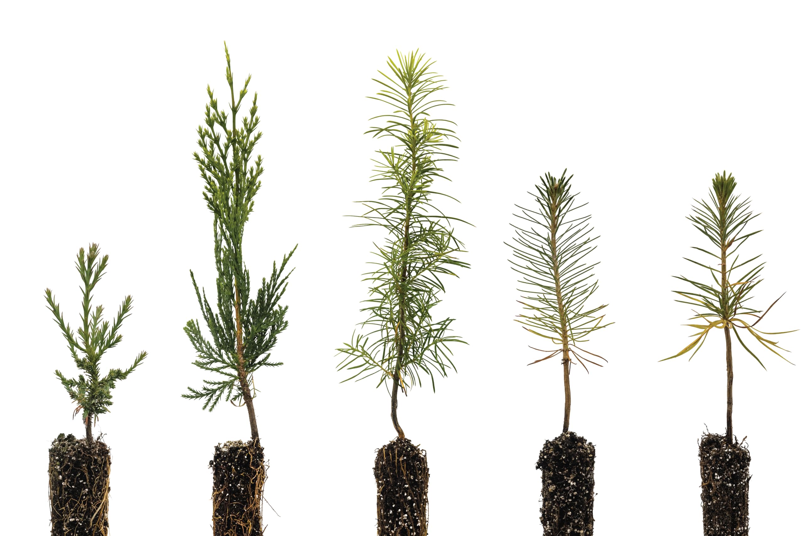 Conifers of The Sierra Nevada | Collection of 5 Live Tree Seedlings | The Jonsteen Company