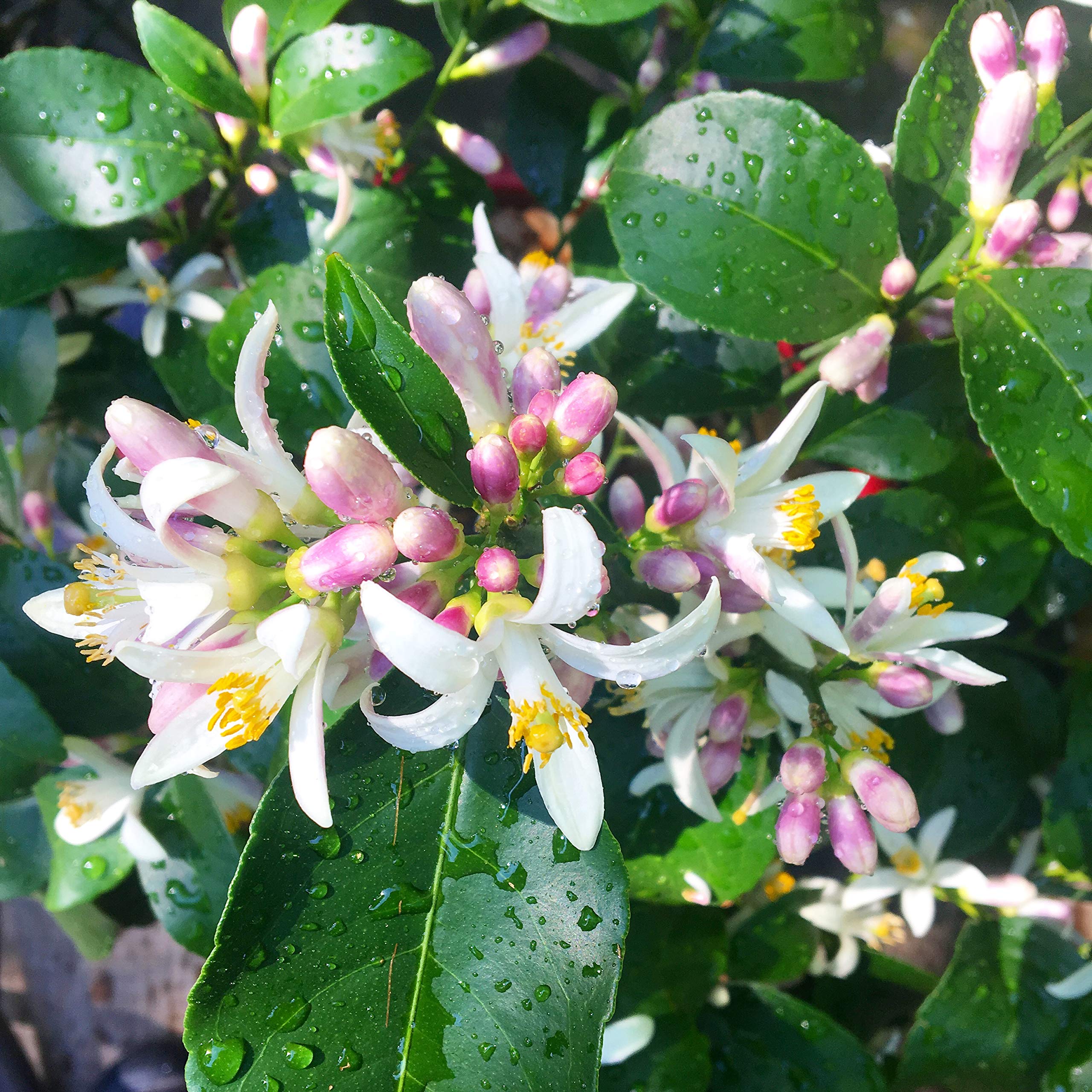 Meyer Lemon Citrus Plant NO Shipping to CA, AZ, TX