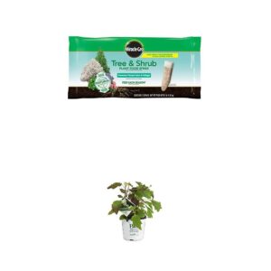 miracle-gro tree & shrub fertilizer spikes - 12 pk and gatsby moon oakleaf hydrangea (quercifolia) live shrub, white to green flowers, 1 gallon