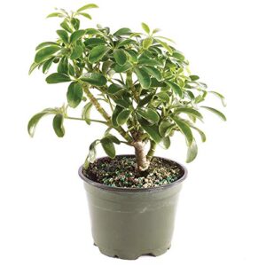 brussel's bonsai live hawaiian umbrella bonsai tree - small, 3 year, 4 to 7 inches tall - indoor bonsai tree with grower bonsai pot