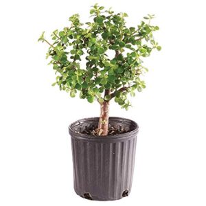 brussel's bonsai live dwarf jade bonsai tree, indoor - medium, 4 years old, 8 to 12 inches tall - jade tree in grower bonsai pot
