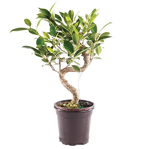 Brussel's Bonsai Live Golden Gate Ficus Indoor Bonsai Tree - Small, 4 Years Old, 5 to 8 Inches Tall - Live Bonsai Tree in Plastic Grower Bonsai Pot