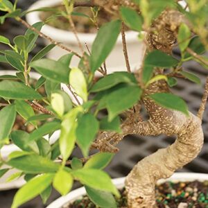 Brussel's Bonsai Live Golden Gate Ficus Indoor Bonsai Tree - Small, 4 Years Old, 5 to 8 Inches Tall - Live Bonsai Tree in Plastic Grower Bonsai Pot