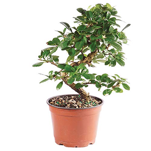 Brussel's Bonsai Live Fukien Tea Bonsai Tree - Small, 6 Year, 6 to 8 inches Tall - Indoor Bonsai Tree Live with Grower Bonsai Pot