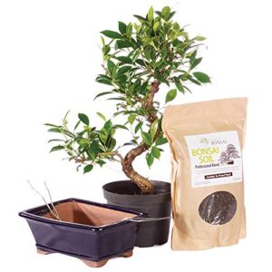 brussel's bonsai live golden gate ficus indoor bonsai tree piy bundle-7 years old 8" to 10" tall with soil & decorative container, medium, blank