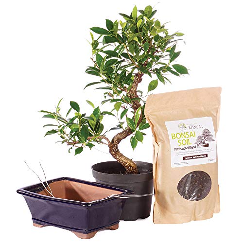 Brussel's Bonsai Live Golden Gate Ficus Indoor Bonsai Tree PIY Bundle-7 Years Old 8" to 10" Tall with Soil & Decorative Container, Medium, Blank