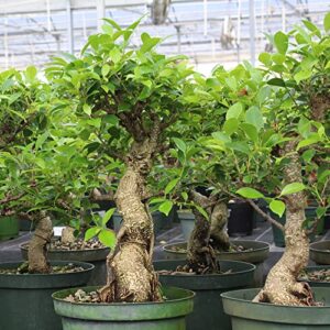 Brussel's Bonsai Live Golden Gate Ficus Indoor Bonsai Tree PIY Bundle-7 Years Old 8" to 10" Tall with Soil & Decorative Container, Medium, Blank