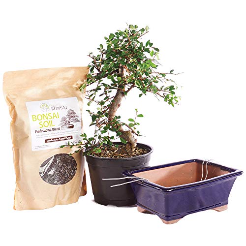 Brussel's Bonsai Live Chinese Elm Outdoor Bonsai Tree PIY Bundle-8 Years Old 8" to 10" Tall with Soil & Decorative Container, Medium, Blank