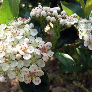 Viking Chokeberry Plant - Aronia - Shrub/Bonsai/Wine - 3.25" Pot