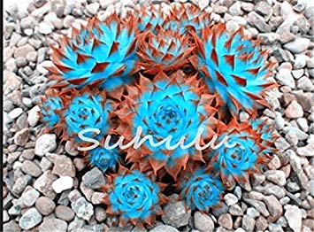 Fash Lady 200 Pcs Sale!Hens and Chicks Succulent Mix Seeds (Sempervivum Hybridum) Bonsai Plant Flower Seeds for Home Garden 4