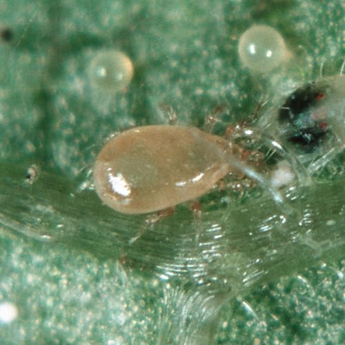 25,000 Predatory Mites Amblyseius Swirskii Bottle