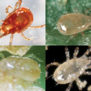 25,000 Predatory Mite Blend