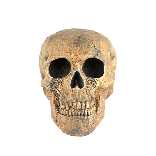 MYard Fireproof Imitated Human Fire Pit Skull Gas Log for NG, LP Wood Fireplace, Firepit, Campfire, Halloween Decor, BBQ (Qty 1, Brown - Mini, One Piece)