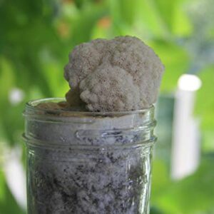 Root Mushroom Farm-Mushroom Liquid Cultures/Lion's Mane(Hericium erinaceus)
