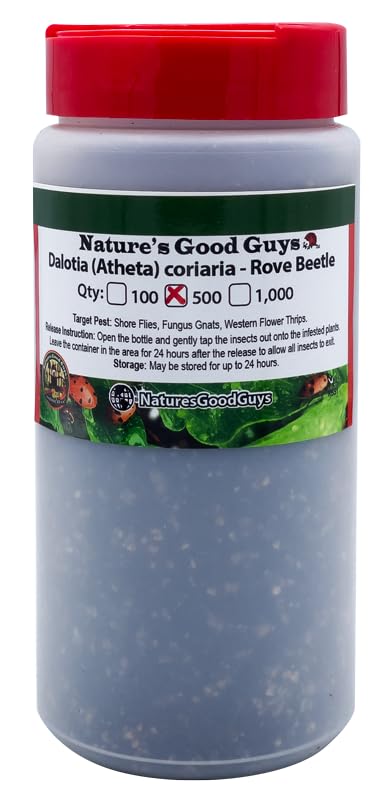 Nature's Good Guys Dalotia (Atheta) coriaria - Rove Beetle - 500 Insects per Unit
