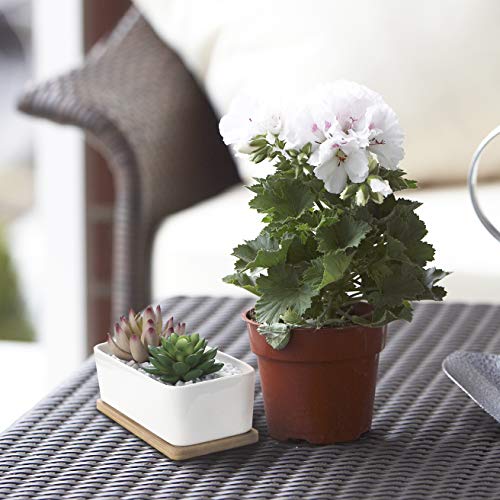 OAMCEG 2 Pack Succulent Plant Pots 6 Inch Rectangular Ceramic Planters, Set of 2 White Cactus Container, Bonsai Pots, Flower Pots with Drainage Hole & Bamboo Tray (Plants NOT Included)