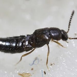 Dalotia (Atheta) coriaria - Rove Beetle - 1,000 Insects per Unit