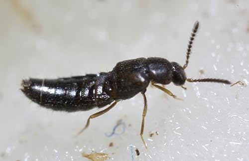 Dalotia (Atheta) coriaria - Rove Beetle - 1,000 Insects per Unit