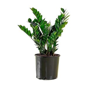 american plant exchange live zz plant, zanzibar gem plant, plant pot for home and garden decor, 6" pot
