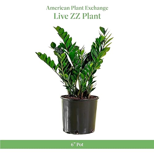 American Plant Exchange Live ZZ Plant, Zanzibar Gem Plant, Plant Pot for Home and Garden Decor, 6" Pot
