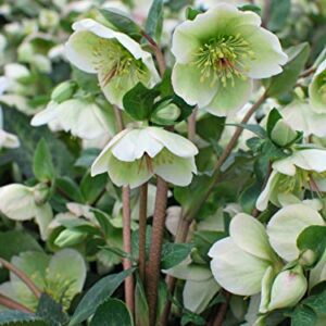 Perennial Farm Marketplace Helleborus x Frostkiss 'Molly's White' (Lenten Rose) Perennial, Size-#1 Container, Cream Flowers