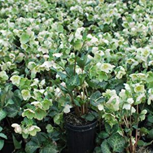 Perennial Farm Marketplace Helleborus x Frostkiss 'Molly's White' (Lenten Rose) Perennial, Size-#1 Container, Cream Flowers