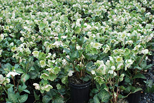 Perennial Farm Marketplace Helleborus x Frostkiss 'Molly's White' (Lenten Rose) Perennial, Size-#1 Container, Cream Flowers