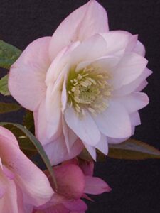 perennial farm marketplace helleborus x w.j. 'cotton candy' (lenten rose) perennial, 1 quart, pink flowers
