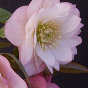 Perennial Farm Marketplace Helleborus x W.J. 'Cotton Candy' (Lenten Rose) Perennial, 1 Quart, Pink Flowers