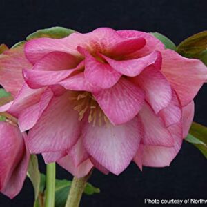 Perennial Farm Marketplace Helleborus x W.J. 'Cotton Candy' (Lenten Rose) Perennial, 1 Quart, Pink Flowers