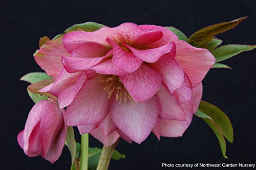 Perennial Farm Marketplace Helleborus x W.J. 'Cotton Candy' (Lenten Rose) Perennial, 1 Quart, Pink Flowers