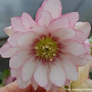 Perennial Farm Marketplace Helleborus x W.J. 'Cotton Candy' (Lenten Rose) Perennial, 1 Quart, Pink Flowers