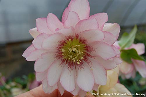 Perennial Farm Marketplace Helleborus x W.J. 'Cotton Candy' (Lenten Rose) Perennial, 1 Quart, Pink Flowers